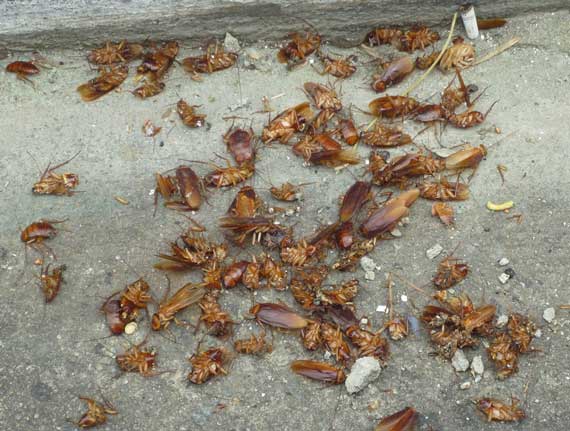 Leitora reclama da Sabesp