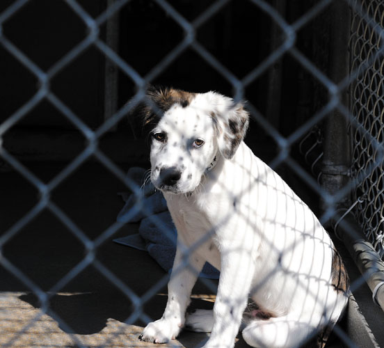 Clube dos Vira-Latas precisa de sua ajuda