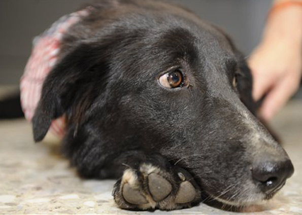 Feira de adoção animal