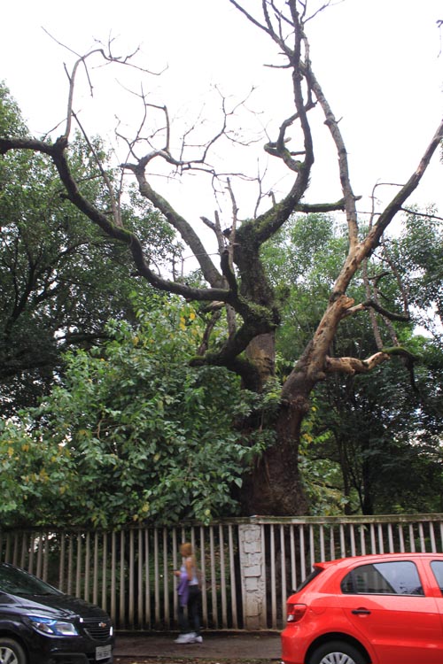 Árvores com risco de queda