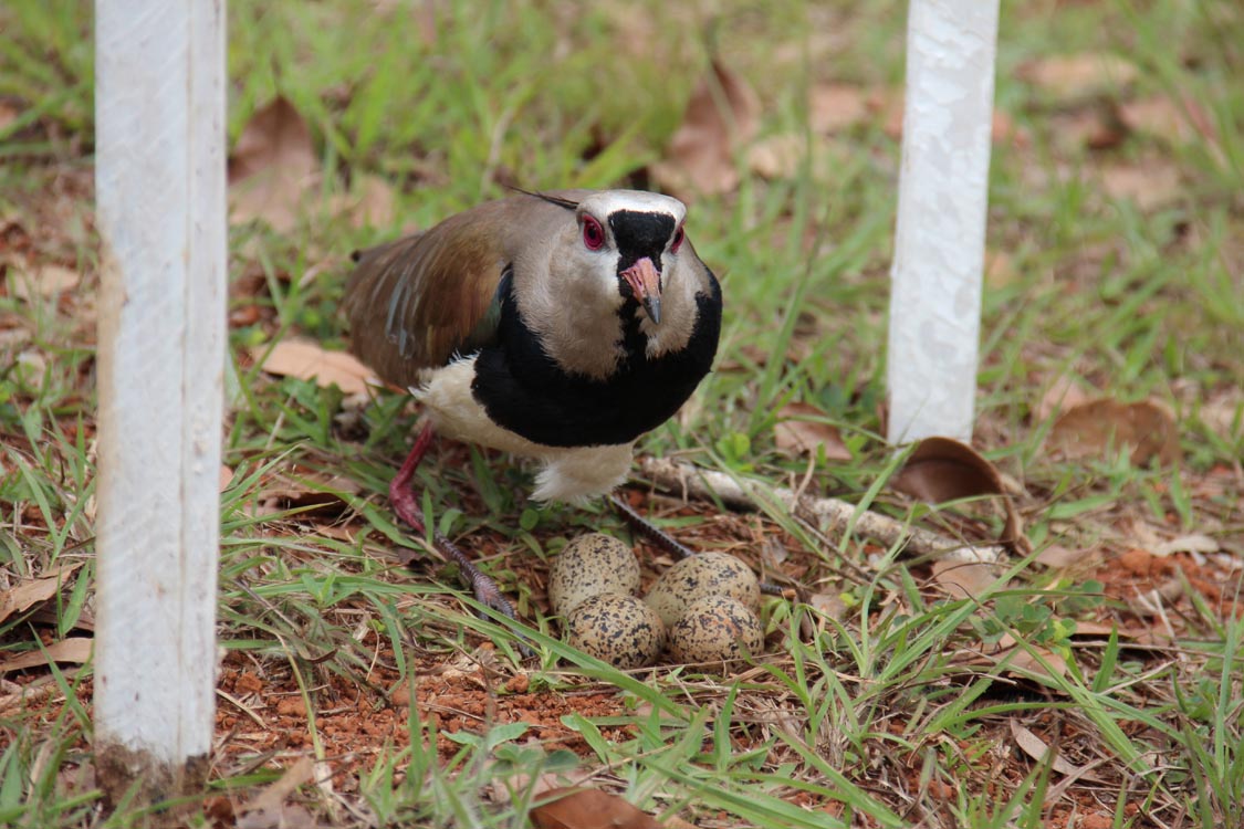 MEIO AMBIENTE – PET Anália Franco tem passeio educacional