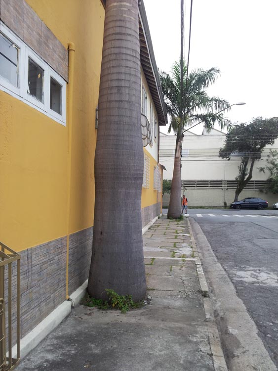 Árvores irregulares