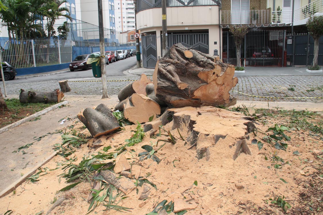 TATUAPÉ – Árvore é cortada por ‘engano’