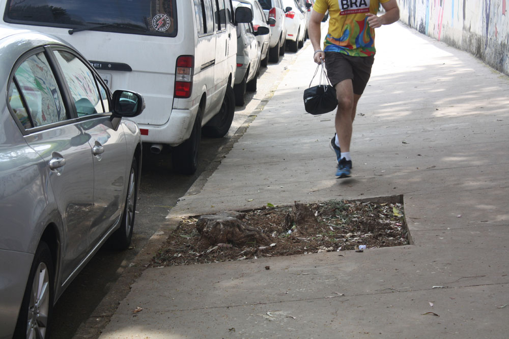 Árvores Plantio e prevenção: ações são suficientes?