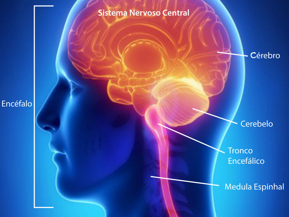 ANS abre consulta para inclusão de medicamento para esclerose múltipla