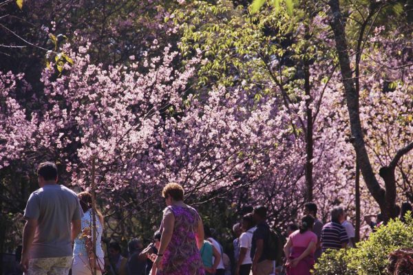 Festa das Cerejeiras no Parque do Carmo acontece na próxima semana