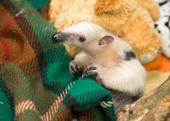 Você sabia que a Zona Leste tem um lugar para animais maltratados?