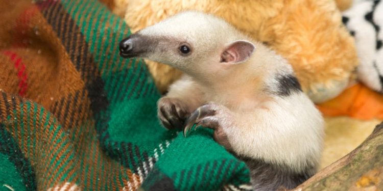 Você sabia que a Zona Leste tem um lugar para animais maltratados?