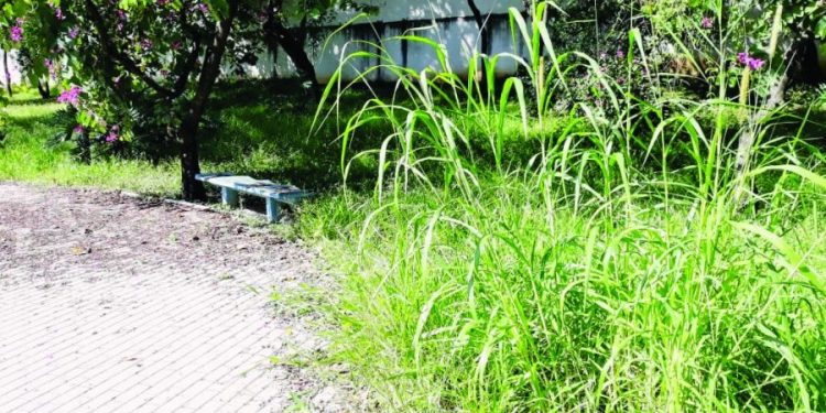 Parque do Tatuapé espera por regras de utilização. Secretário não cumpre promessa