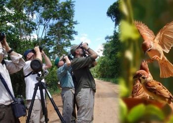 Observatório de aves no PET