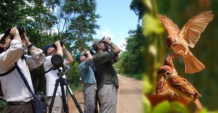 Observatório de aves no PET
