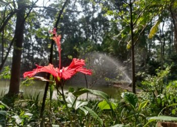 Parque do Piqueri, no Tatuapé, é garantia de energia renovada