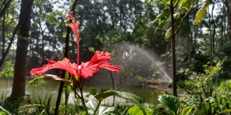 Parque do Piqueri, no Tatuapé, é garantia de energia renovada