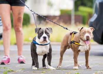 Pedestre precisa ficar de olho bem aberto para não pisar em cocô de cachorro