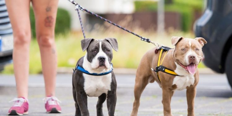 Pedestre precisa ficar de olho bem aberto para não pisar em cocô de cachorro