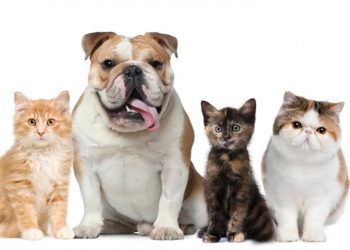 A Comseg Seguros tem a indicação precisa de plano de saúde para o seu bichinho