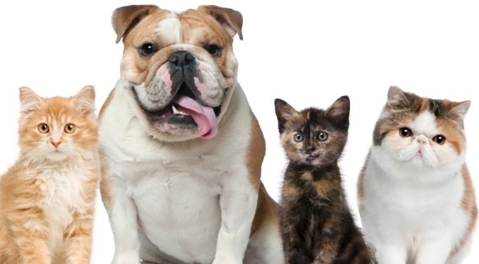 A Comseg Seguros tem a indicação precisa de plano de saúde para o seu bichinho