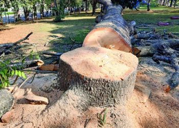 Usuário do Ceret critica corte de árvores. Secretaria de Esportes explica