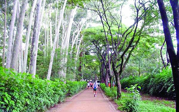 Parque Municipal do Tatuapé está fechado e o do Piqueri, aberto, não tem espaço pet
