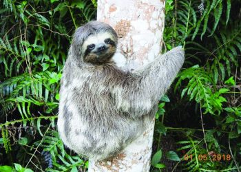 Parque Natural Fazenda do Carmo está aberto ao público todas as terças-feiras