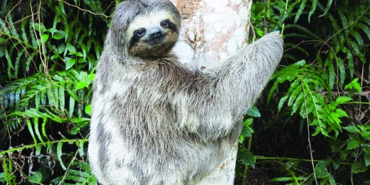 Parque Natural Fazenda do Carmo está aberto ao público todas as terças-feiras