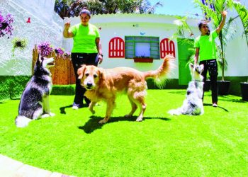 Creche e hotel pet Guest Dog é a nova opção aos moradores do Tatuapé