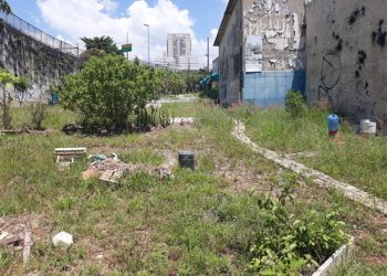 Projeto de horta urbana no Belém precisa ser revitalizado