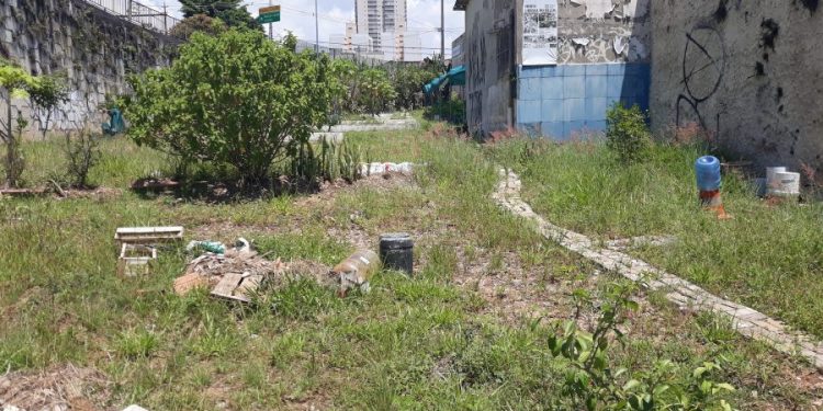 Projeto de horta urbana no Belém precisa ser revitalizado