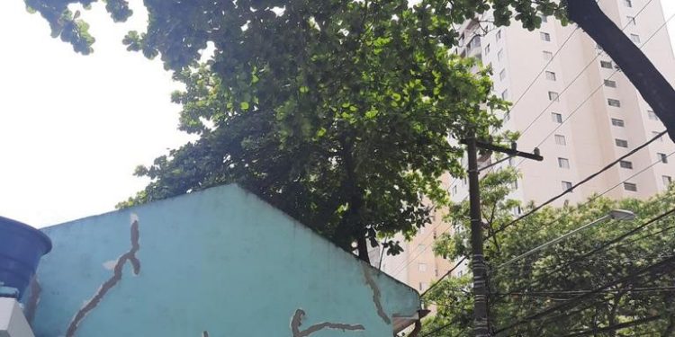 Enel diz que subprefeitura precisa fazer a parte dela em poda na Rua Itapura