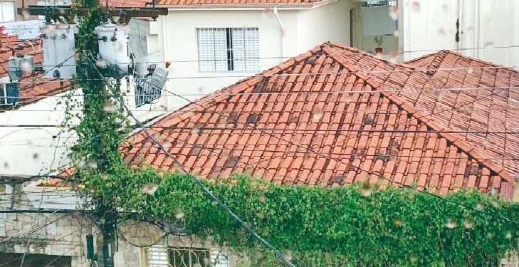 Trepadeira enrolada em fios, na Rua Bom Sucesso, tira o sono de empresário