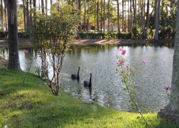 Eleição do Conselho de Meio Ambiente das Subs Mooca e Aricanduva está com inscrições abertas