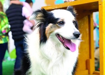 Complexo Tatuapé promove evento de adoção de cães e gatos