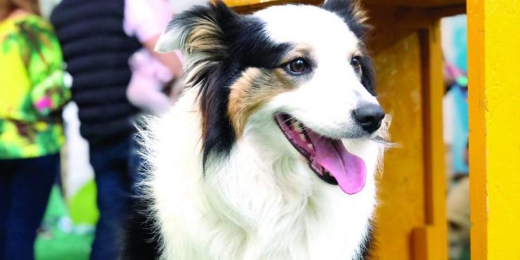 Complexo Tatuapé promove evento de adoção de cães e gatos