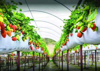 Sítio Nakahara, em Mogi das Cruzes, é um pedacinho do paraíso