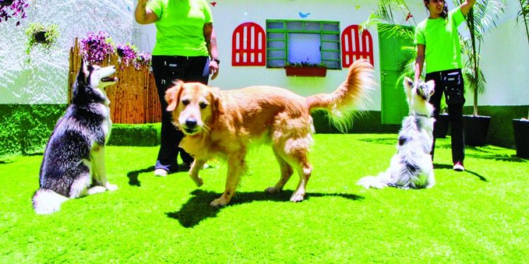Guest Dog oferece atendimento especial aos pets no Tatuapé