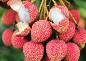 Cuidados com crianças devem ser redobrados nos prédios