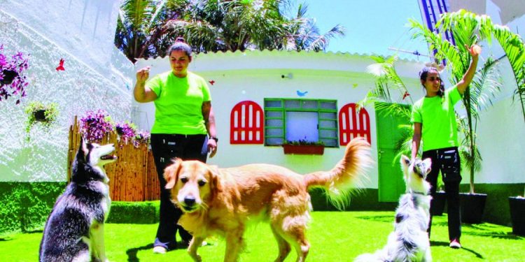 Creche e Hotel Guest Dog oferece atendimento especial aos pets no Tatuapé