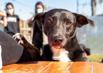 Equipamentos municipais castram cães e gatos de forma gratuita