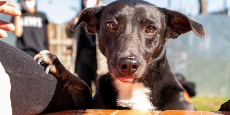 Equipamentos municipais castram cães e gatos de forma gratuita