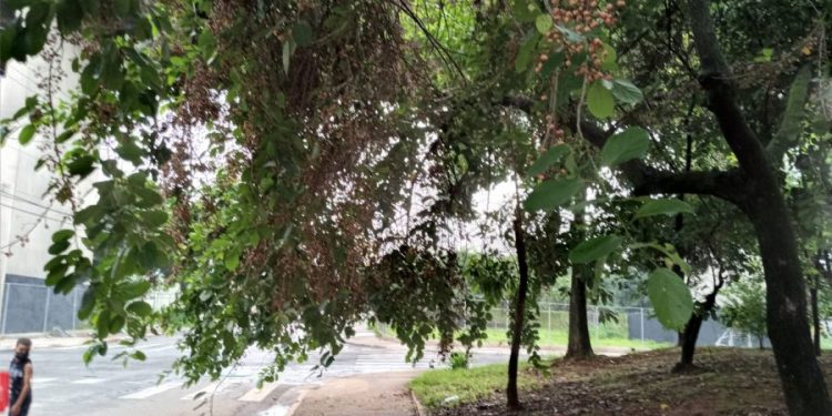 Moradores da Vila Luíza pedem ajuda por não existir zeladoria