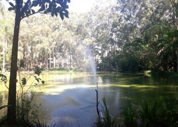 Área verde do Parque do Piqueri convida para o descanso e a contemplação