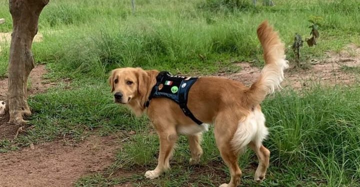 Espaço PET sem manutenção no Ceret decepciona frequentadores