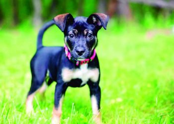 Registro on-line de animais domésticos faz um ano com 137 mil cadastros em SP