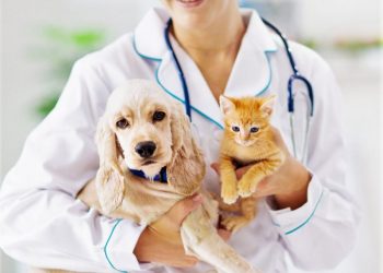 Campanha de vacinação contra raiva está aberta e segue até o dia 28