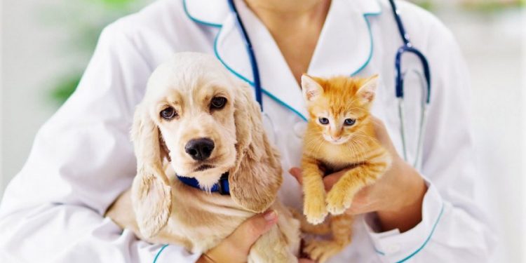 Campanha de vacinação contra raiva está aberta e segue até o dia 28