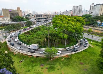 Miniflorestas urbanas recuperam fauna, flora e permeabilidade