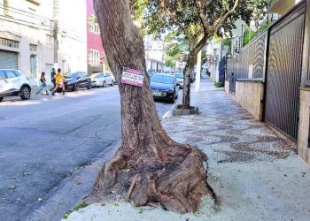 Especialista do Tatuapé diz que cimentar árvores pode causar acidentes