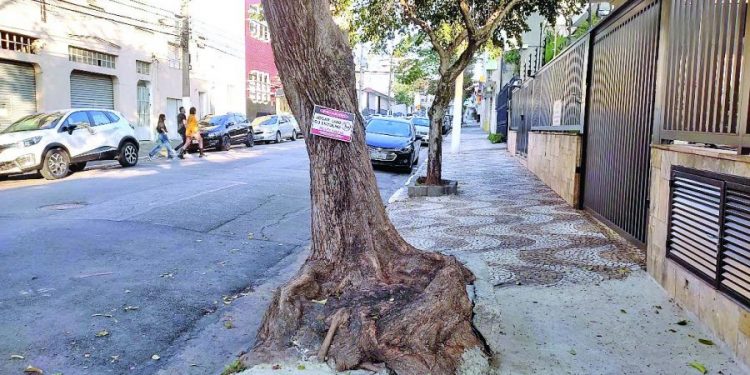 Especialista do Tatuapé diz que cimentar árvores pode causar acidentes