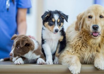 Subprefeitura de Vila Prudente recebe pedidos de RGA de forma presencial