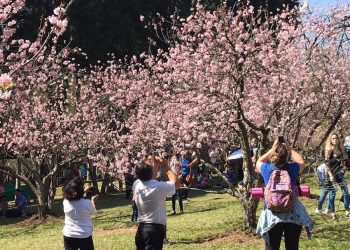 Parque do Carmo recebe a Festa das Cerejeiras com programação